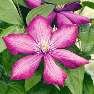 Clematis Large Flowered Collection Plants