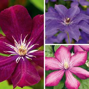 Clematis Large Flowered Collection Plants