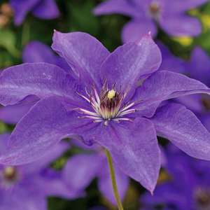 Clematis Large Flowered Collection Plants