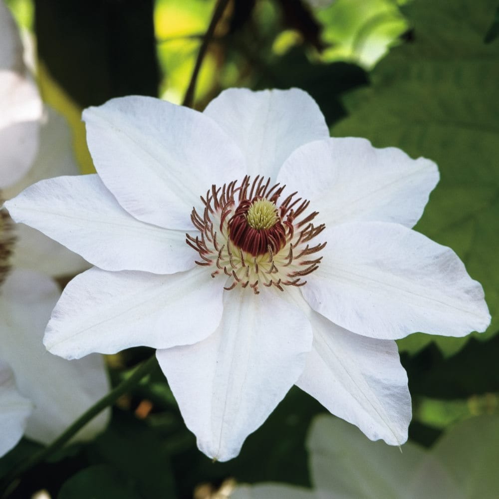 Clematis Miss Bateman Plants