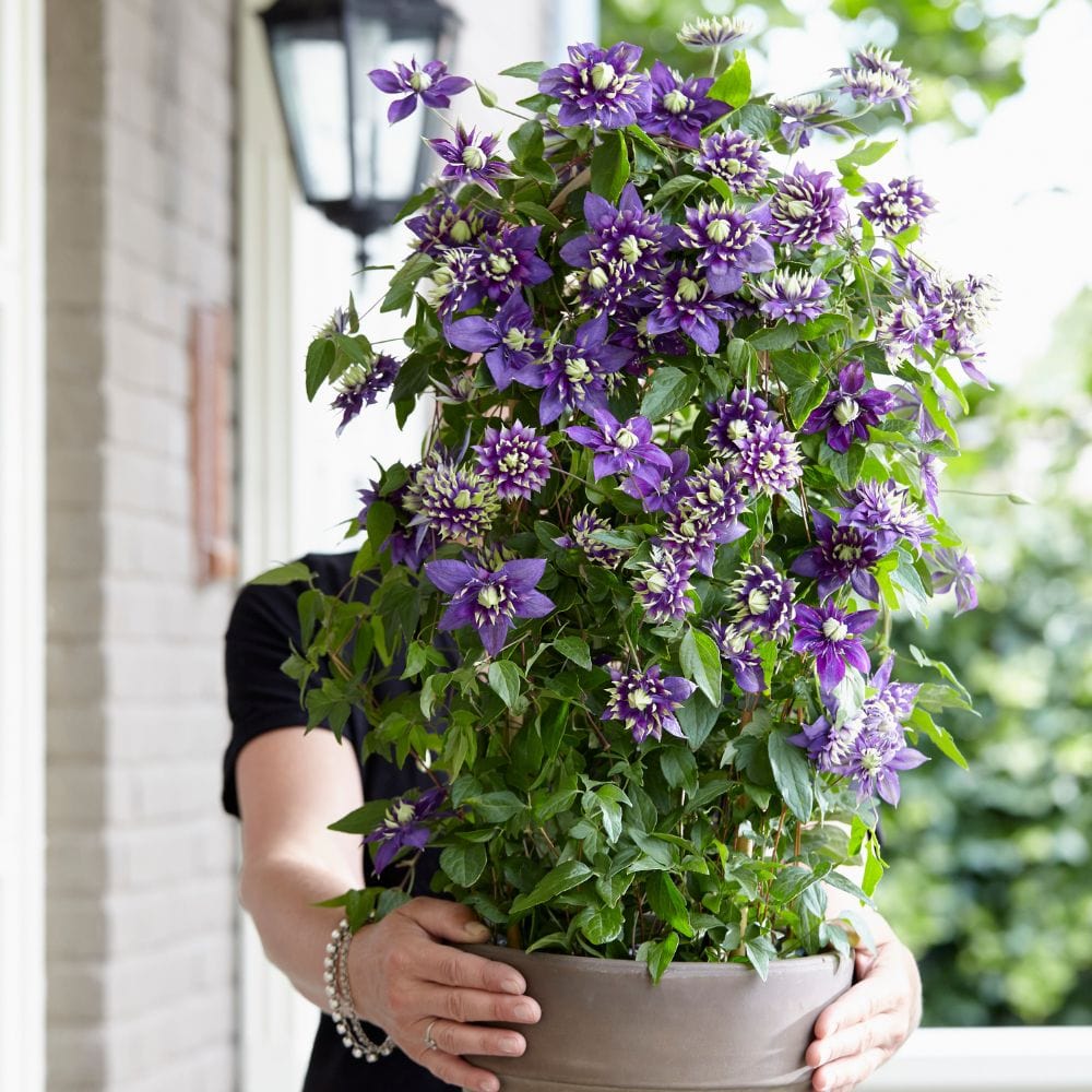 Clematis Taiga Flower Plant