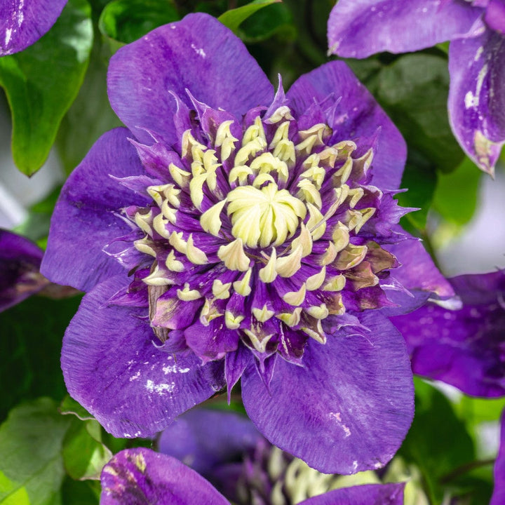 Clematis Taiga Flower Plant