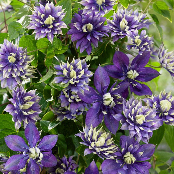 Clematis Taiga Flower Plant