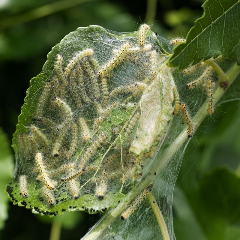 Codling Moth Control Nematodes 60sq.m