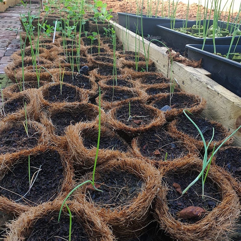 Coir Pots