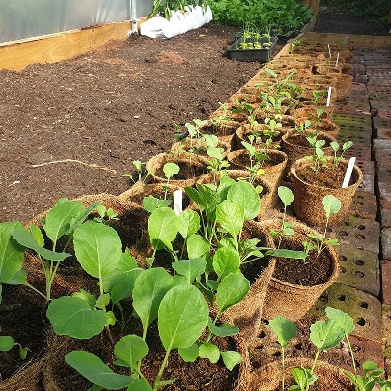 Coir Pots