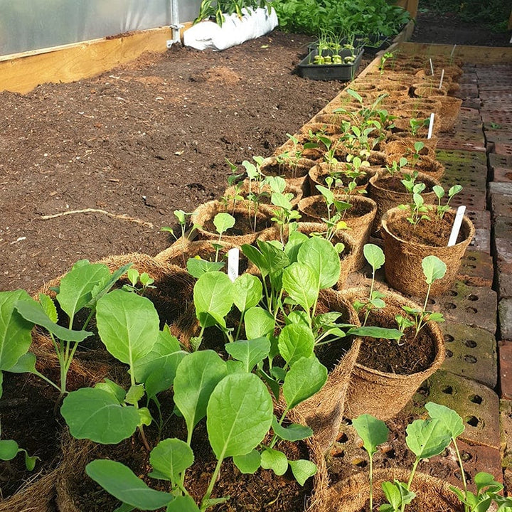 Coir Pots