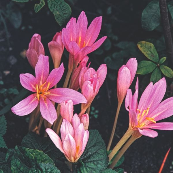Colchicum Autumnale Flower Bulbs