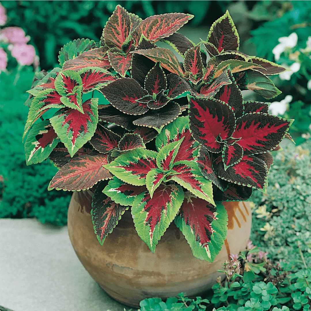 Coleus Rainbow Mixed Seeds