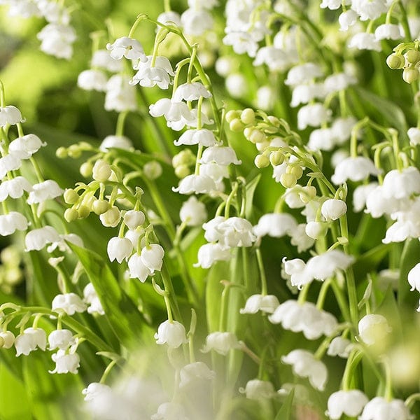 Convallaria majalis (Lily of the Valley)