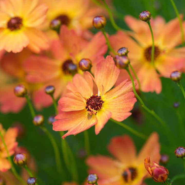 Coreopsis lanceolata Mango Punch