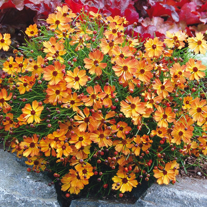 Coreopsis lanceolata Mango Punch