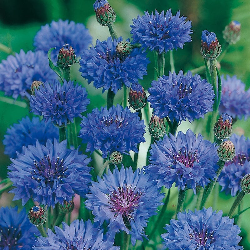 Cornflower Blue Ball