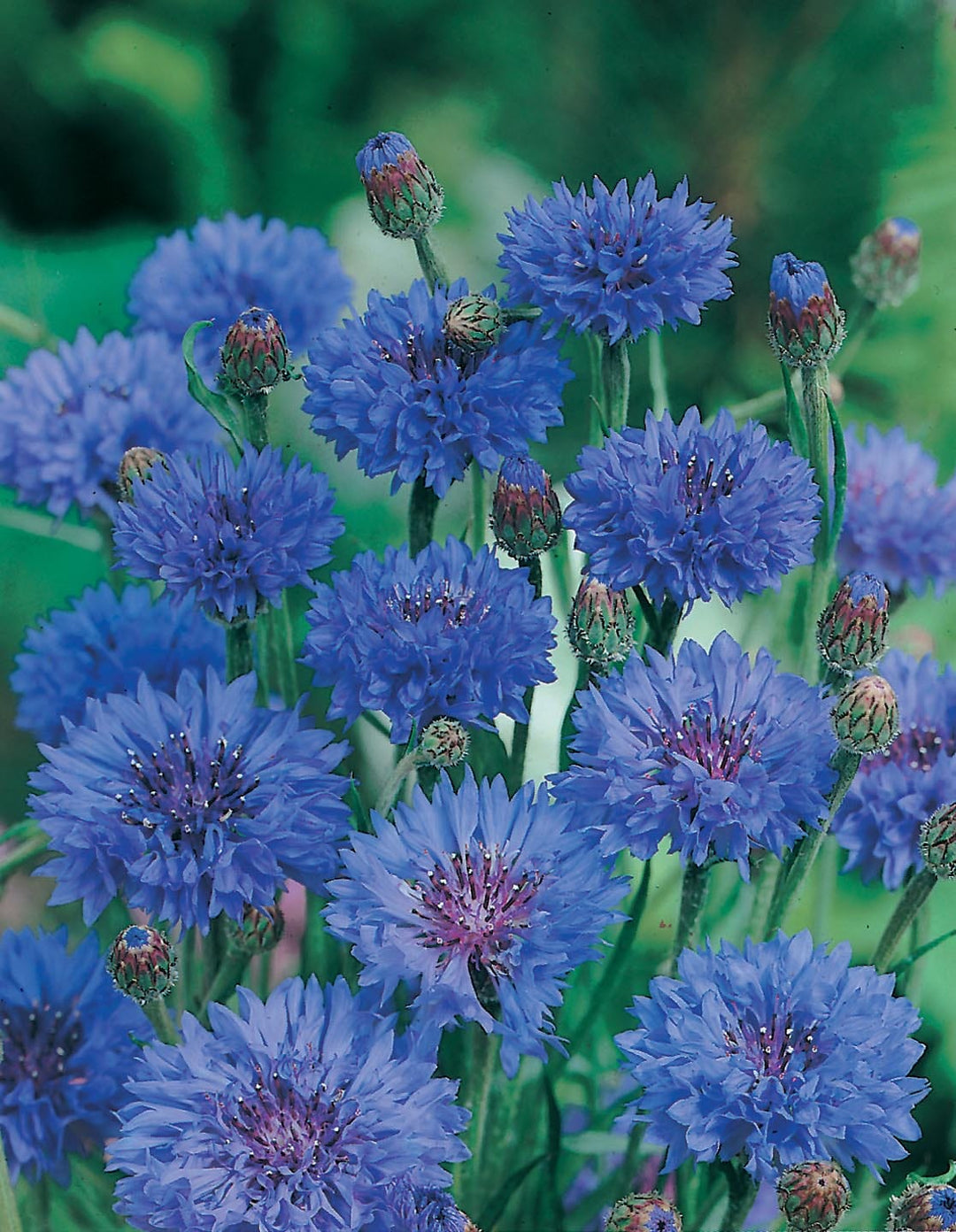 Cornflower Double Blue Seeds