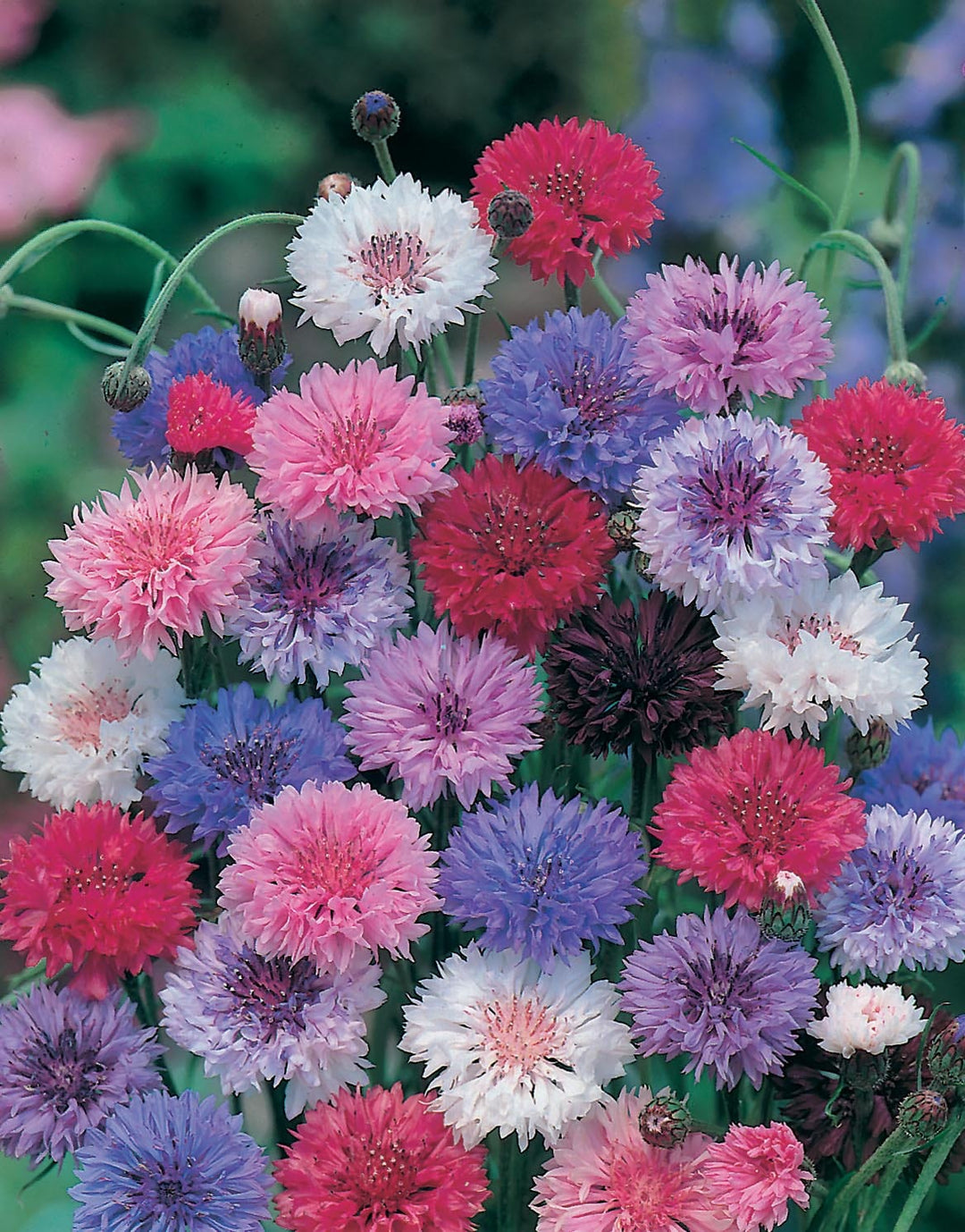 Cornflower Double Mixed Seeds