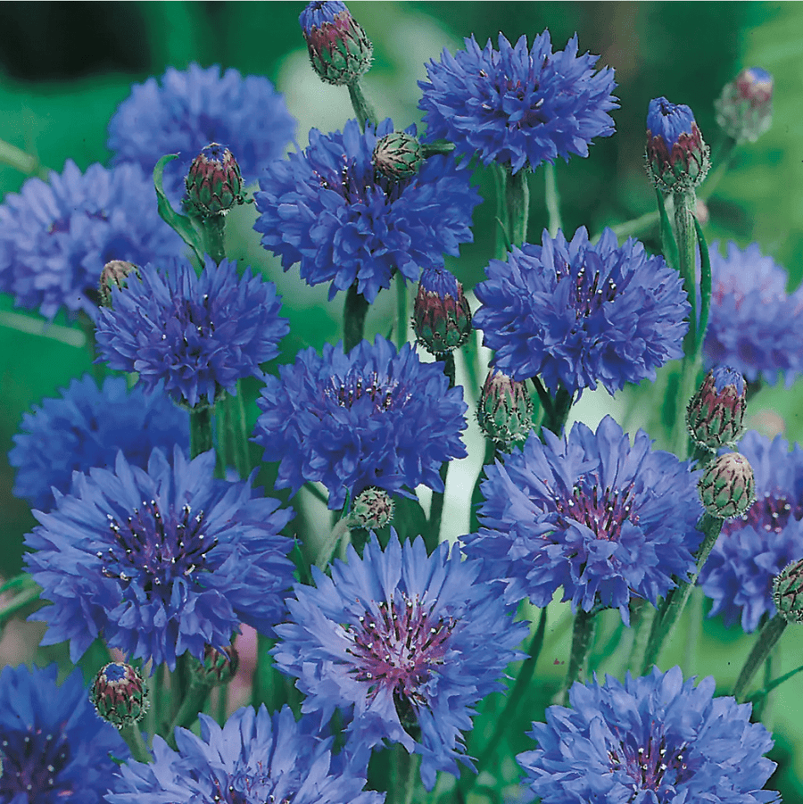 Cornflower Midget Blue Seeds