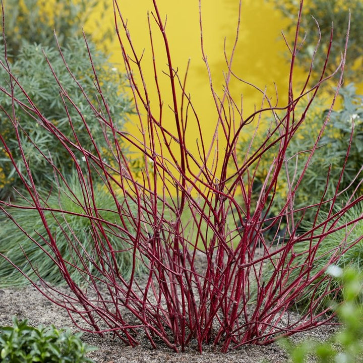 Cornus alba Miracle Shrub Plants