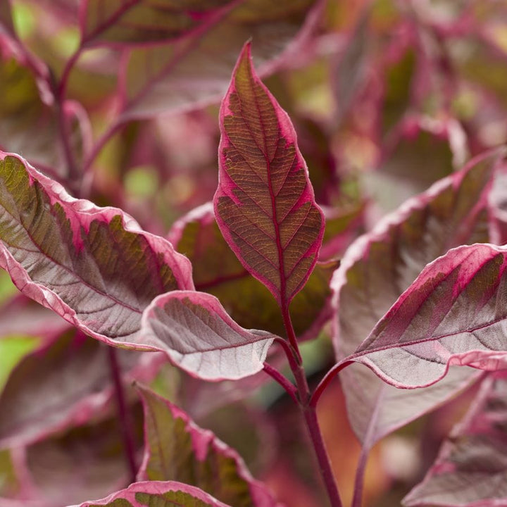 Cornus alba Miracle Shrub Plants