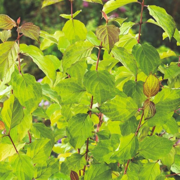 Cornus Anny's Winter Orange Flower Plant