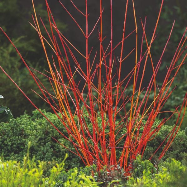 Cornus Anny's Winter Orange Flower Plant