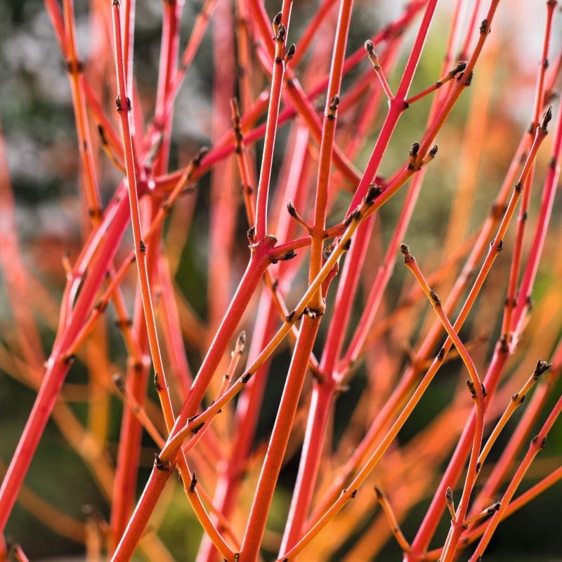 Cornus Midwinter Fire Plant