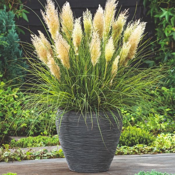 Cortaderia Selloana Tiny Pampa Flower Plant