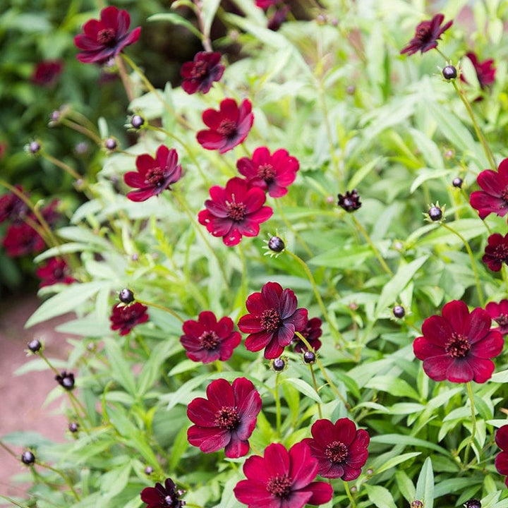 Cosmos atrosanguineus Chocamocha