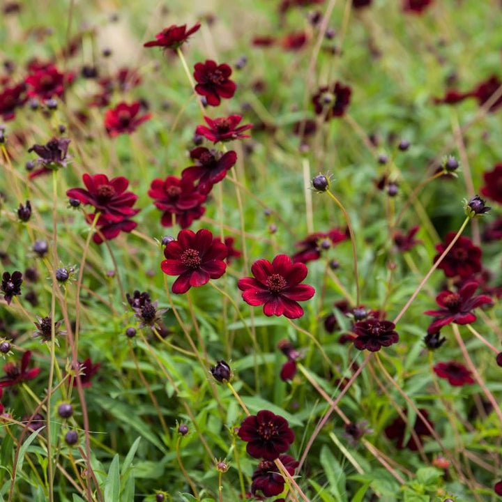 Cosmos atrosanguineus Chocamocha