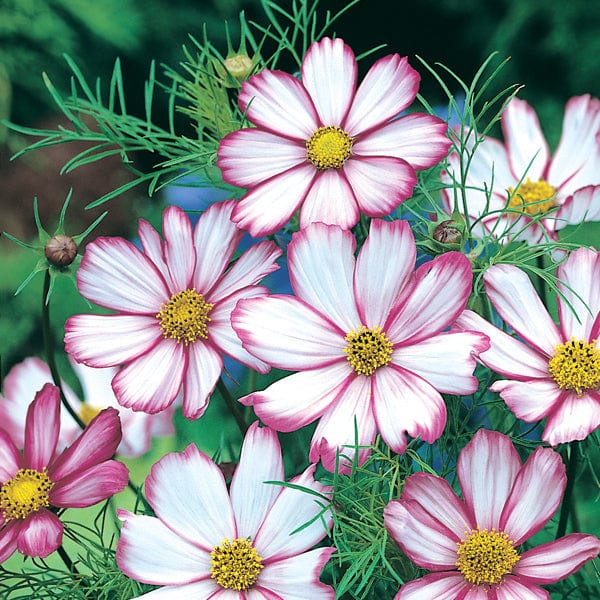 Cosmos 'Candy Stripe'