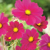 Cosmos Dazzler Seeds