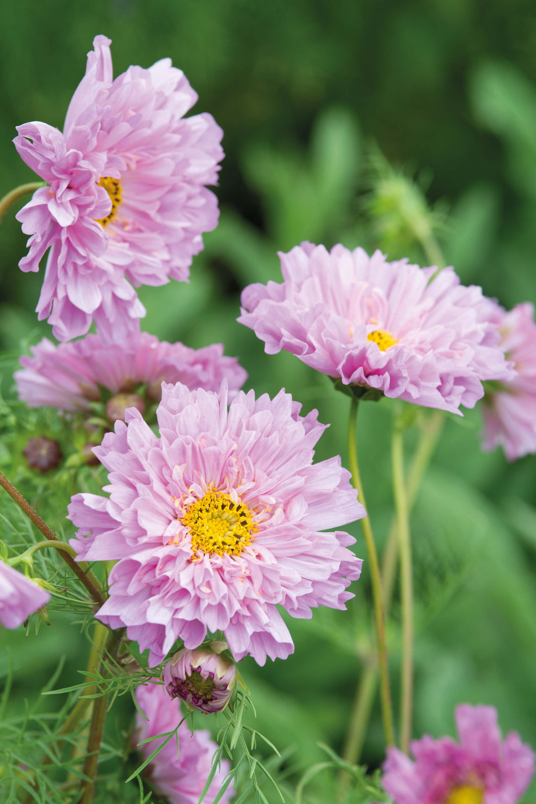 Cosmos Double Dutch Rose Seeds From Johnsons