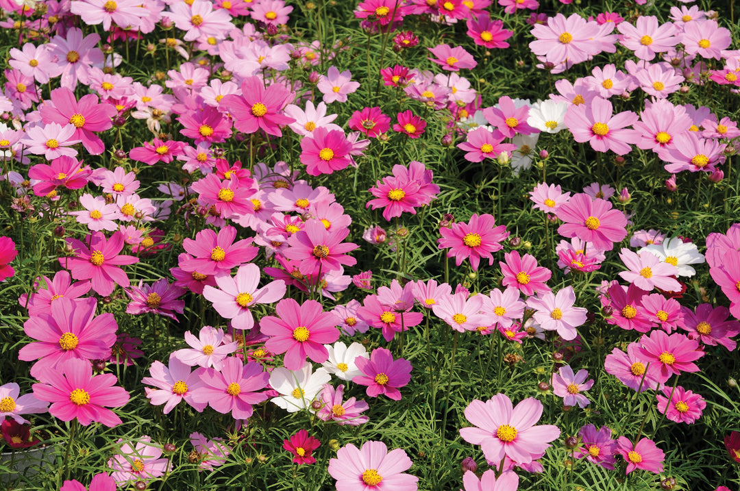 Cosmos Dwarf Sensation Mixed Seeds