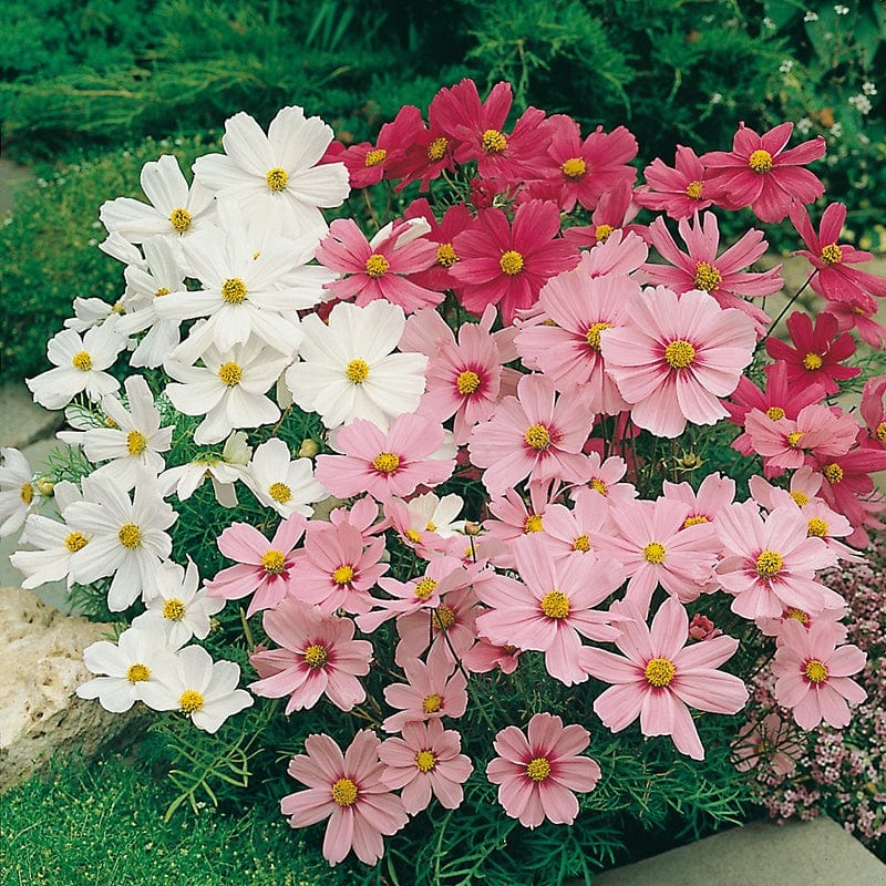 Cosmos Dwarf Sonata Mixed