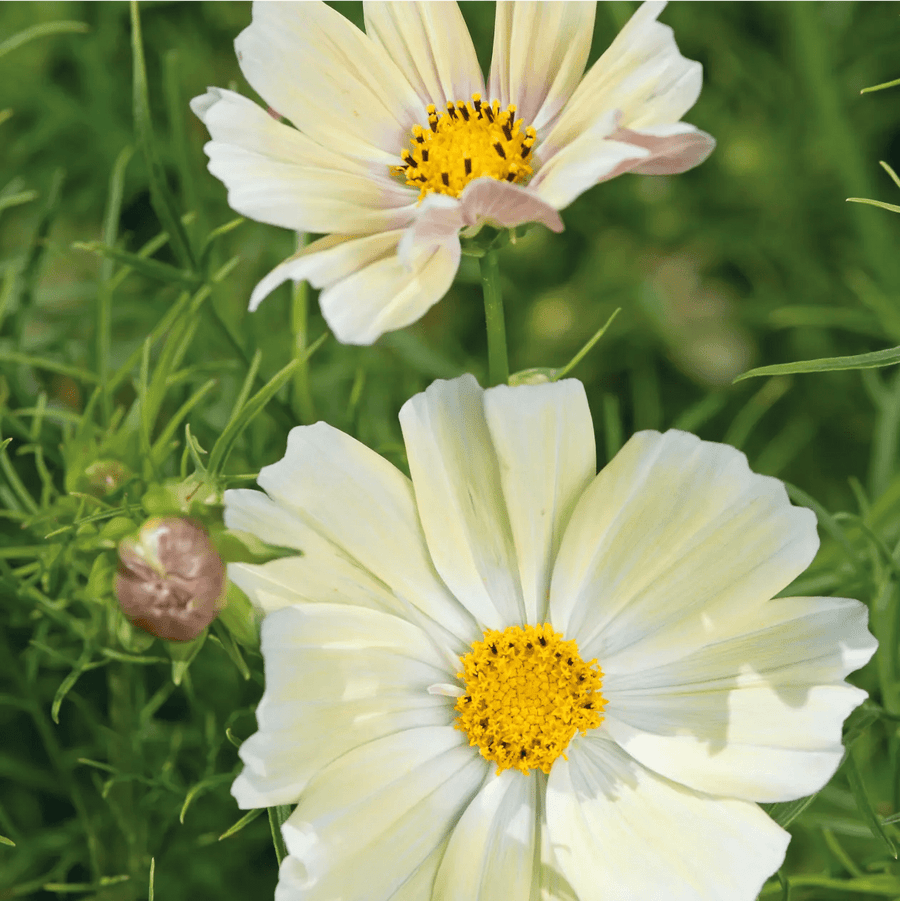 Cosmos Kiiro Seeds