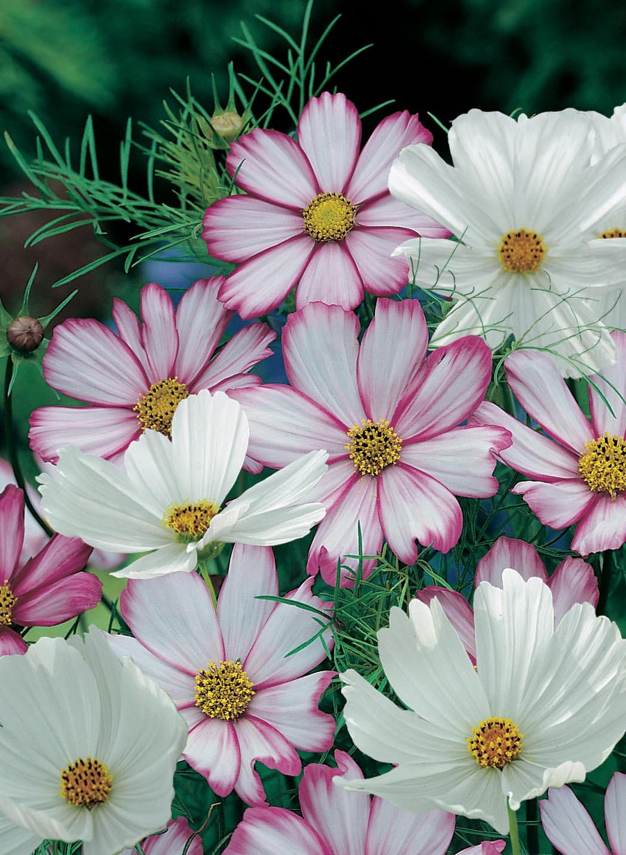 Cosmos Peppermint Rock Seeds