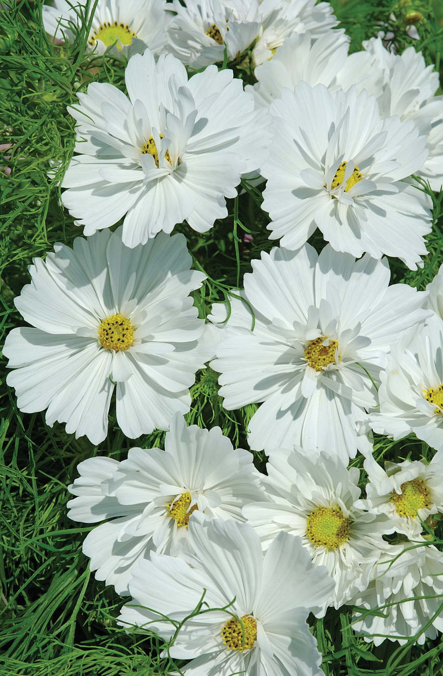 Cosmos Psyche White Seeds