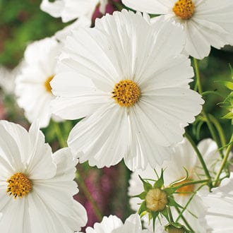 Cosmos Purity Seeds