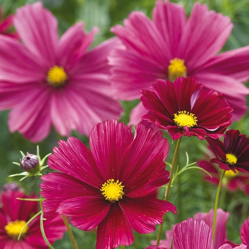 Cosmos Rubenza