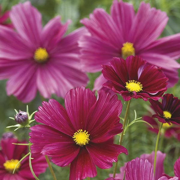 Cosmos Rubenza