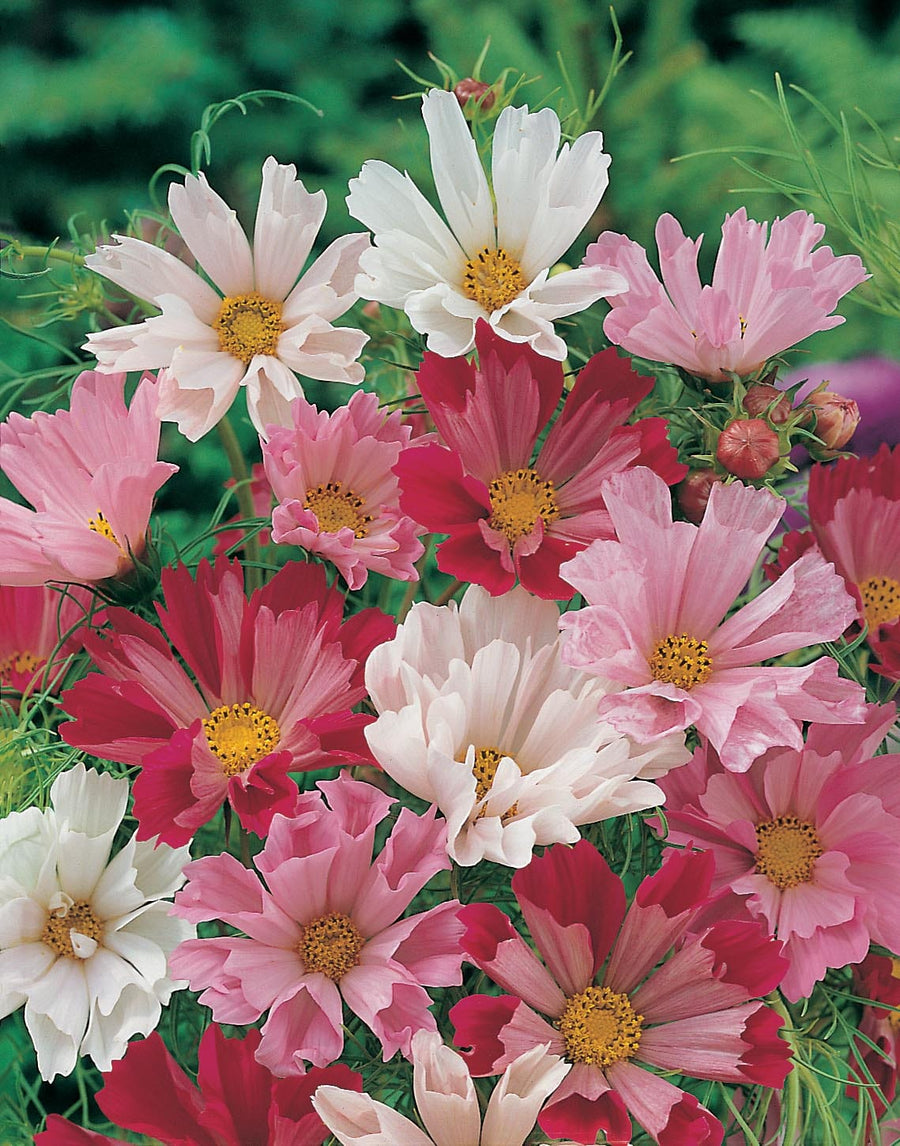 Cosmos Sea Shells Mixed Seeds