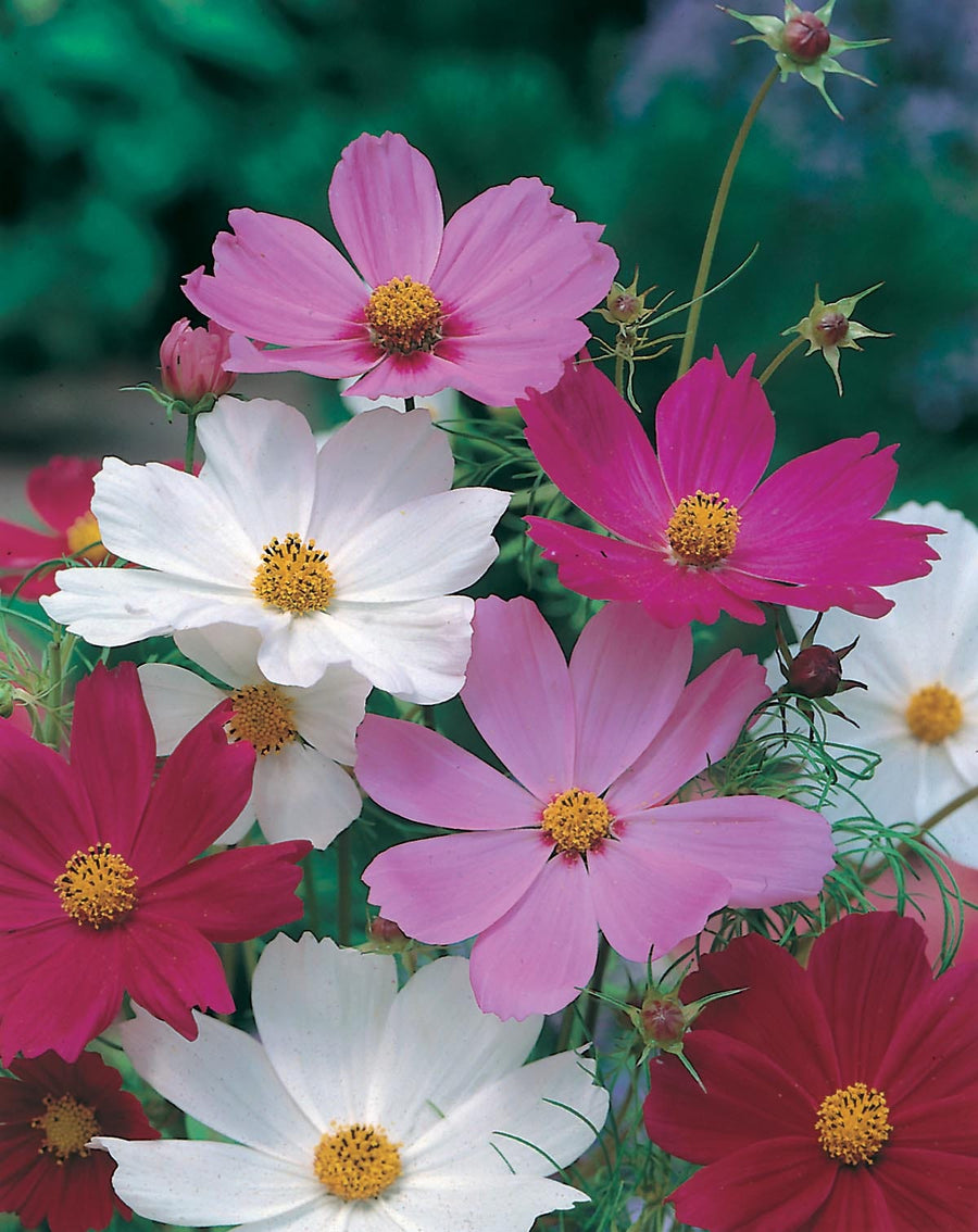 Cosmos Sensation Mixed Seeds