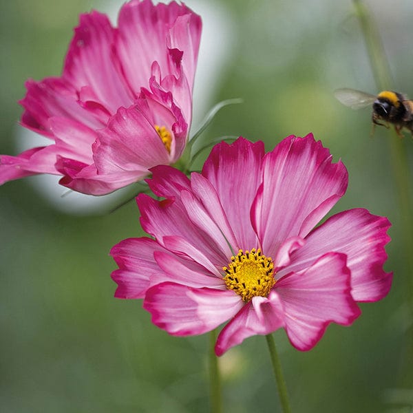 Cosmos Sweet Kisses