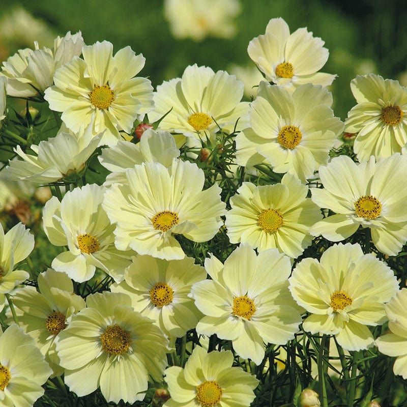 Cosmos Xanthos