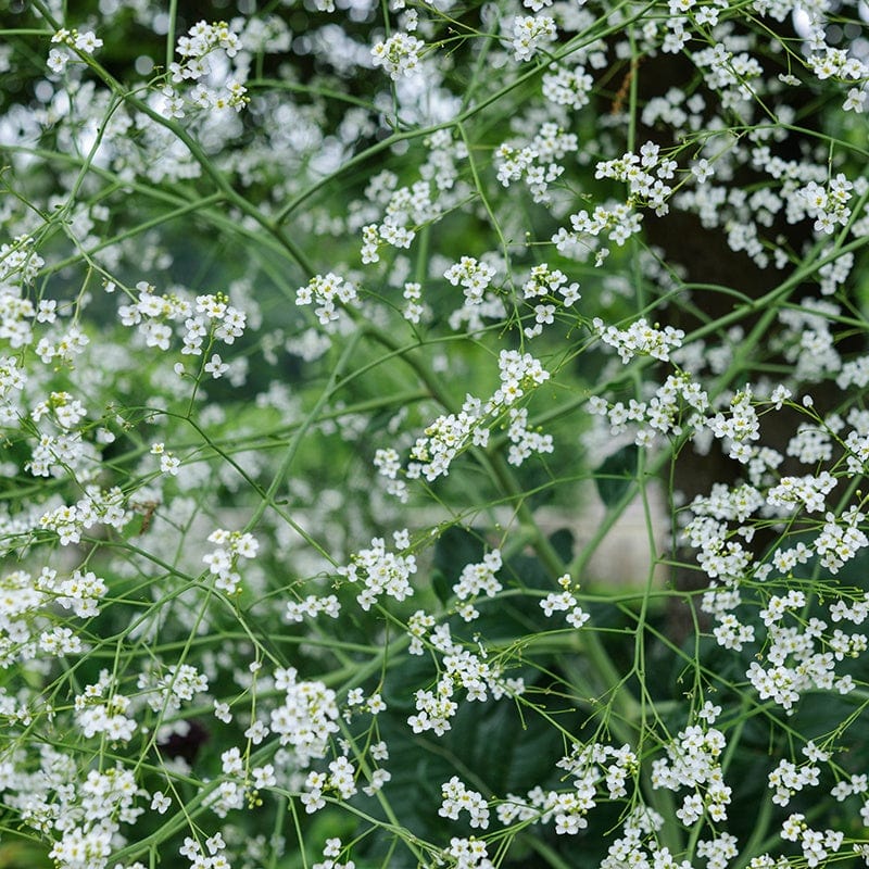 Crambe cordifolia