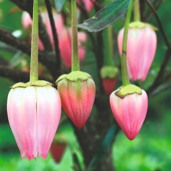 Crinodendron Hookerianum Ada Hoffman Flower Plant