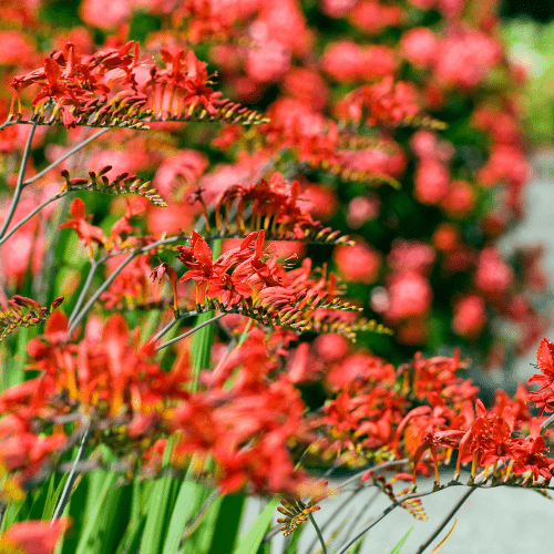 Crocosmia Lucifer