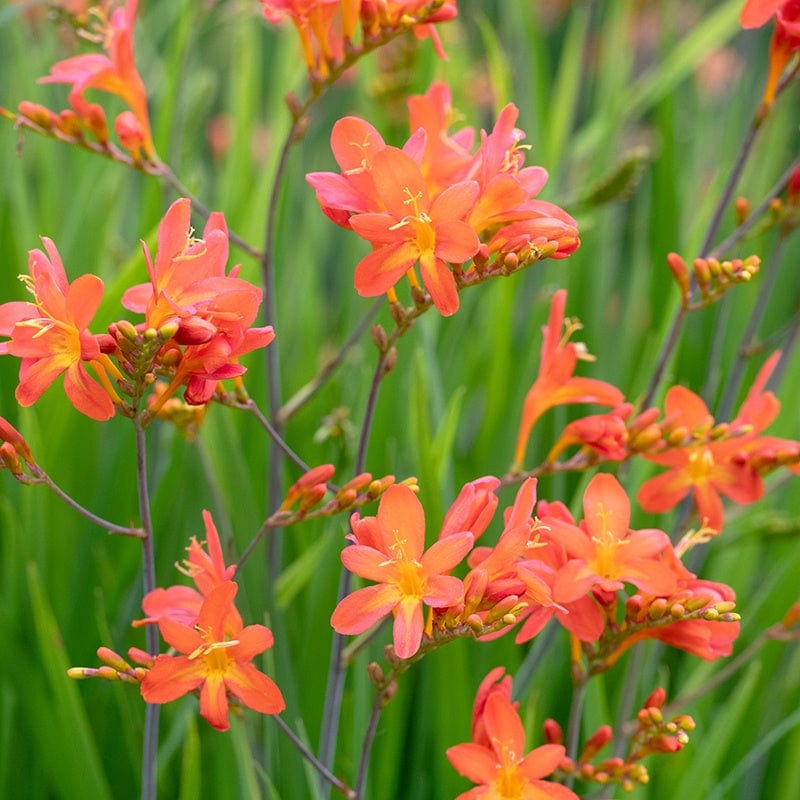 Crocosmia Peach Sunrise