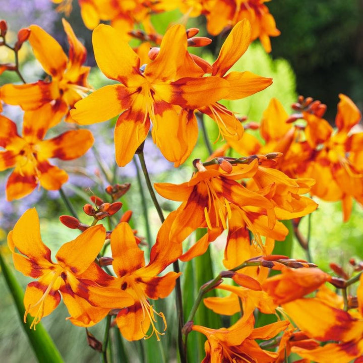 Crocosmia x crocosmiiflora Emily Mckenzie