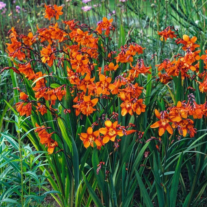 Crocosmia x crocosmiiflora Emily Mckenzie