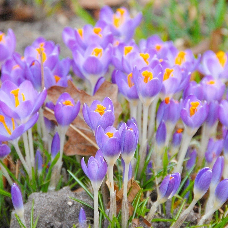 Crocus chrysanthus Barr's Purple Flower Bulbs